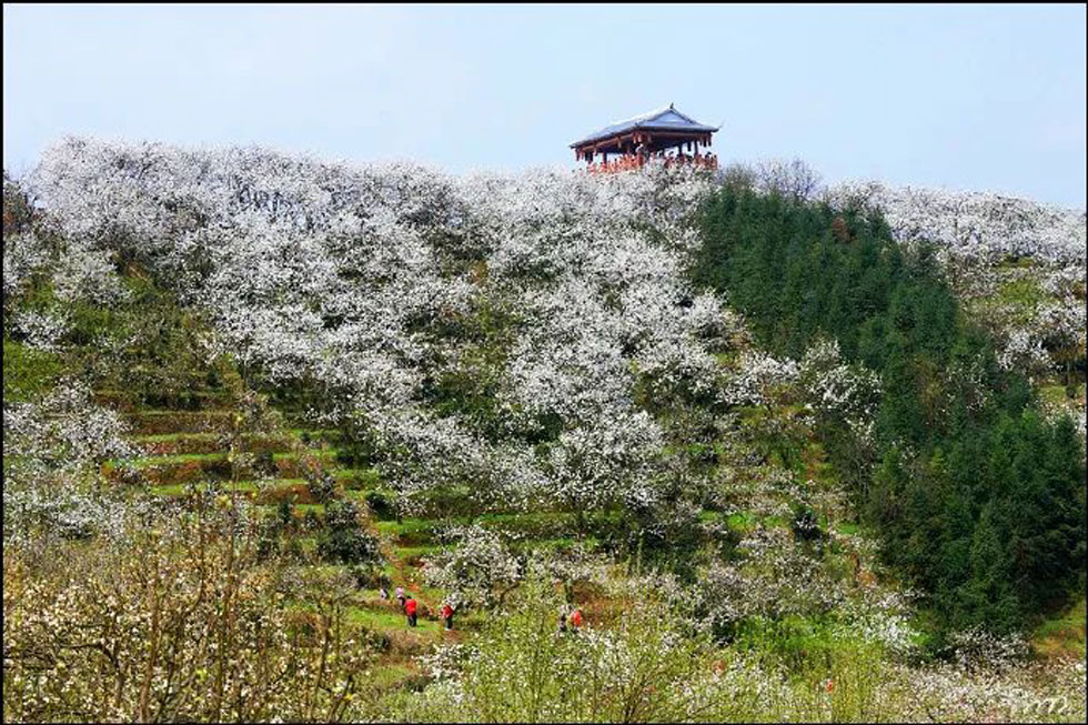 【春天，广西桂林灌阳县向您发出邀请！】我们在灌阳看梨花 - 游山玩水 - 中山生活社区 - 中山28生活网 zs.28life.net