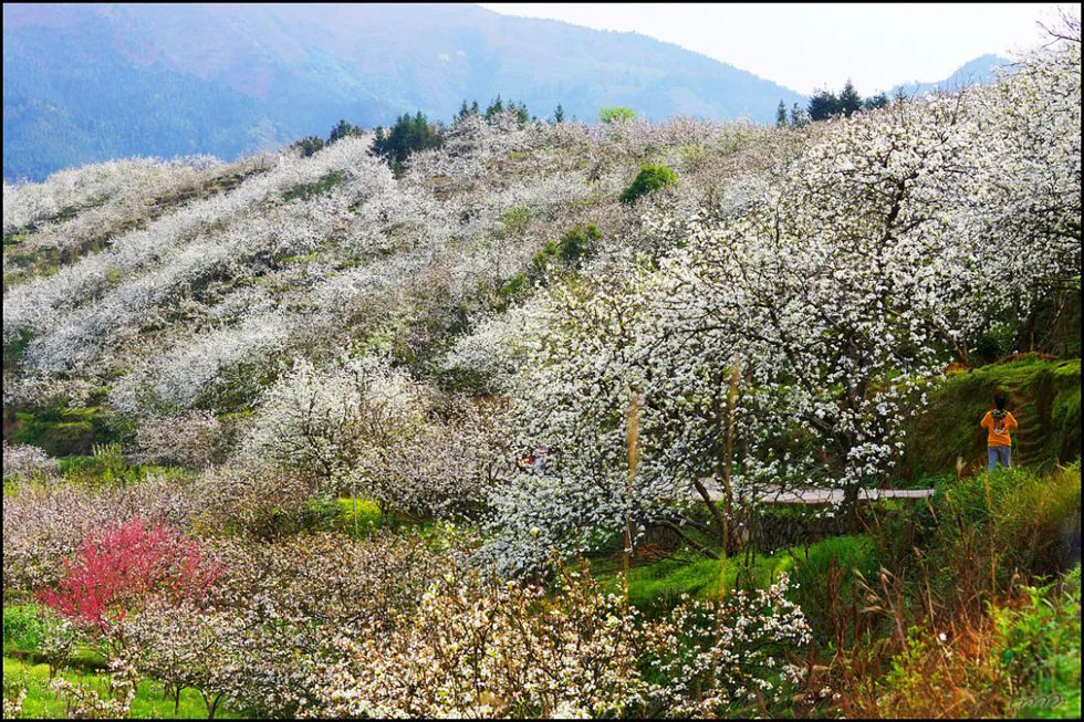 【春天，广西桂林灌阳县向您发出邀请！】我们在灌阳看梨花 - 游山玩水 - 中山生活社区 - 中山28生活网 zs.28life.net