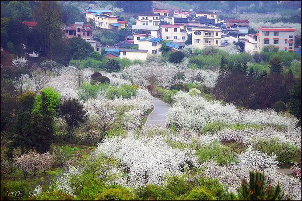 【春天，广西桂林灌阳县向您发出邀请！】我们在灌阳看梨花 - 游山玩水 - 中山生活社区 - 中山28生活网 zs.28life.net