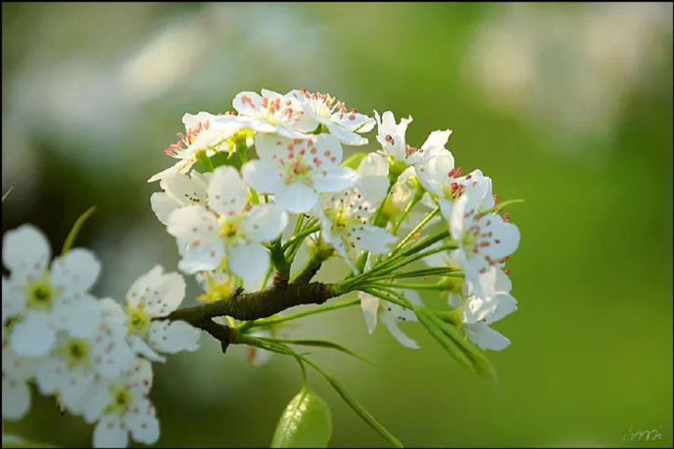 【春天，广西桂林灌阳县向您发出邀请！】我们在灌阳看梨花 - 游山玩水 - 中山生活社区 - 中山28生活网 zs.28life.net