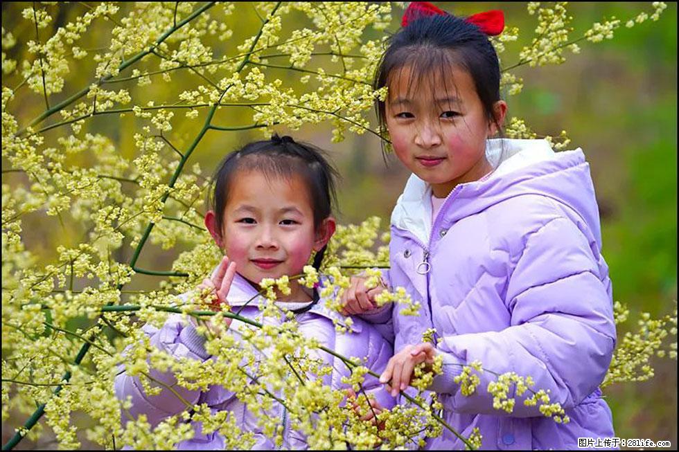 【春天，广西桂林灌阳县向您发出邀请！】米珠山前有片山苍子花在飘香 - 游山玩水 - 中山生活社区 - 中山28生活网 zs.28life.net