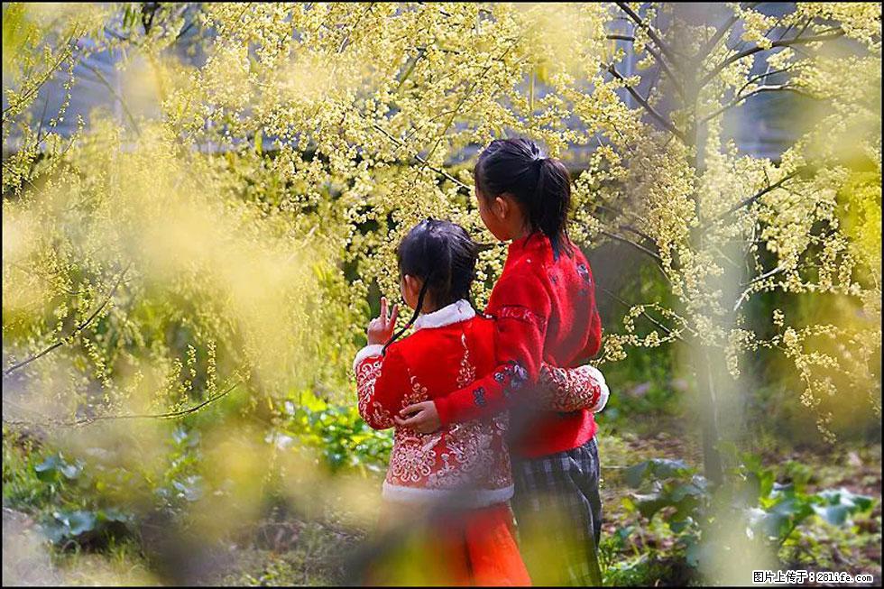 【春天，广西桂林灌阳县向您发出邀请！】米珠山前有片山苍子花在飘香 - 游山玩水 - 中山生活社区 - 中山28生活网 zs.28life.net