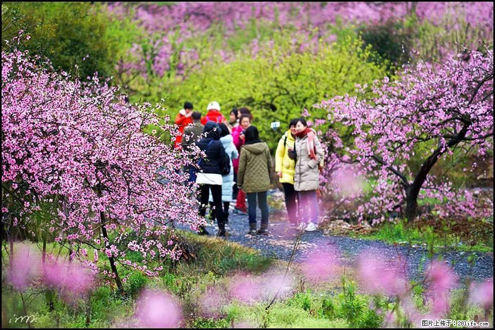 【春天,广西桂林灌阳县向您发出邀请!】官庄村有个醉美的桃花园 - 游山玩水 - 中山生活社区 - 中山28生活网 zs.28life.net