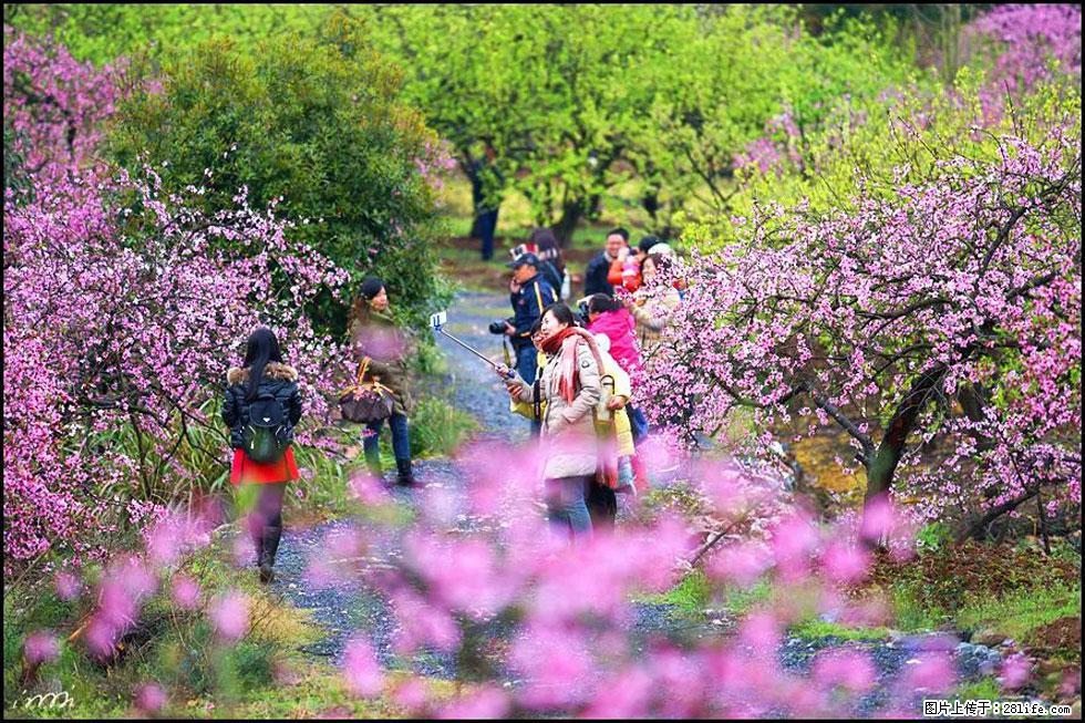 【春天,广西桂林灌阳县向您发出邀请!】官庄村有个醉美的桃花园 - 游山玩水 - 中山生活社区 - 中山28生活网 zs.28life.net