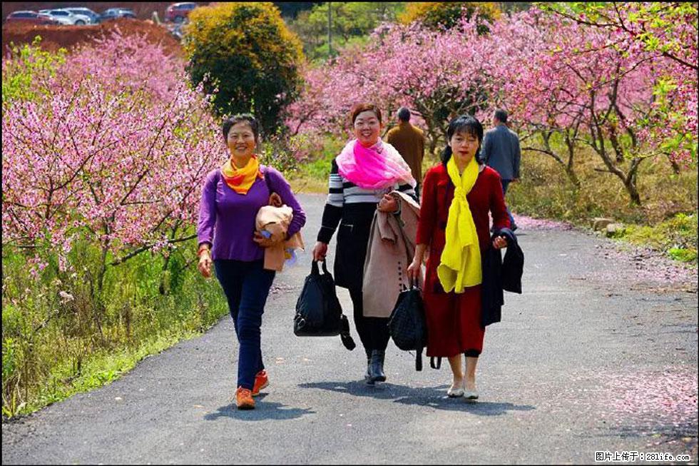 【春天,广西桂林灌阳县向您发出邀请!】官庄村有个醉美的桃花园 - 游山玩水 - 中山生活社区 - 中山28生活网 zs.28life.net