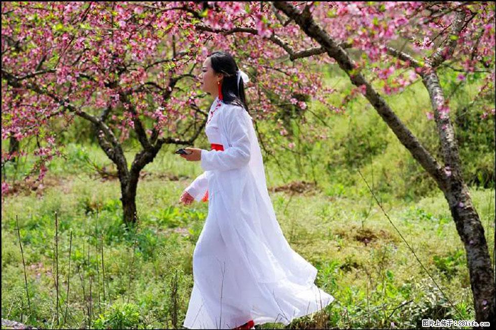 【春天,广西桂林灌阳县向您发出邀请!】官庄村有个醉美的桃花园 - 游山玩水 - 中山生活社区 - 中山28生活网 zs.28life.net