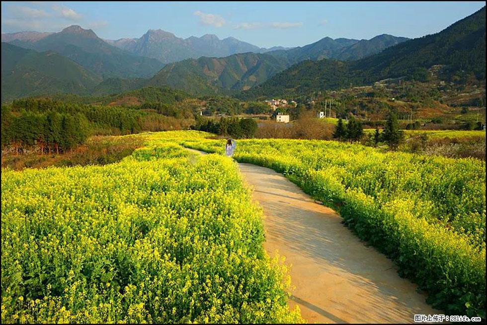 【春天，广西桂林灌阳县向您发出邀请！】长坪村油菜盛情花开 - 游山玩水 - 中山生活社区 - 中山28生活网 zs.28life.net