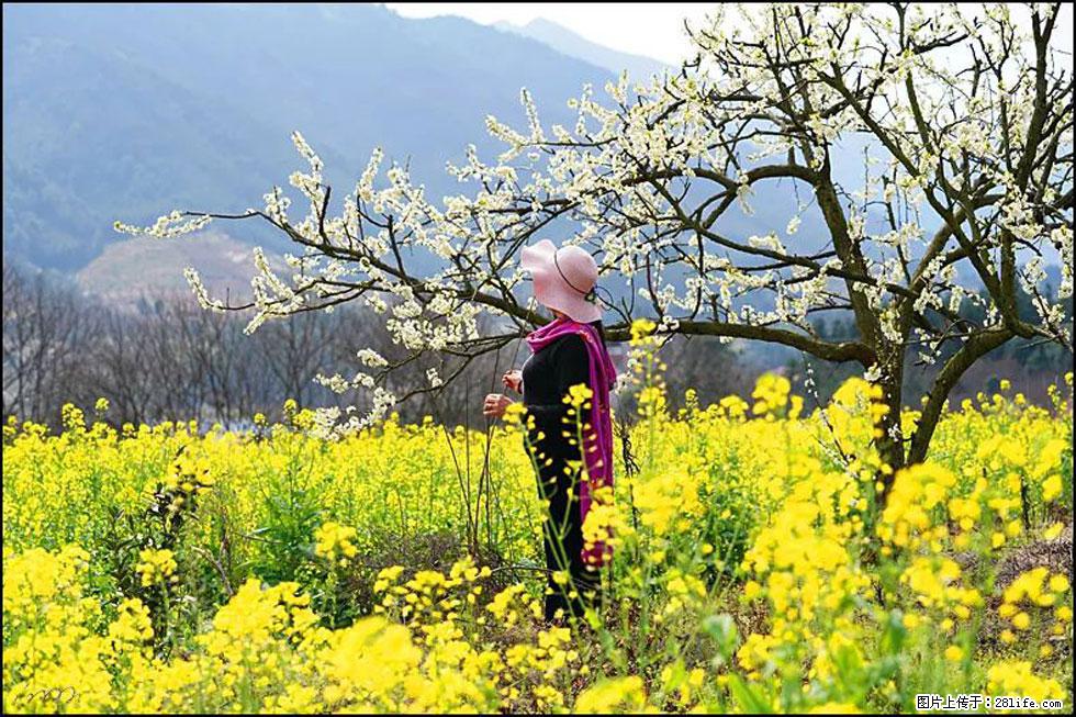 【春天，广西桂林灌阳县向您发出邀请！】长坪村油菜盛情花开 - 游山玩水 - 中山生活社区 - 中山28生活网 zs.28life.net