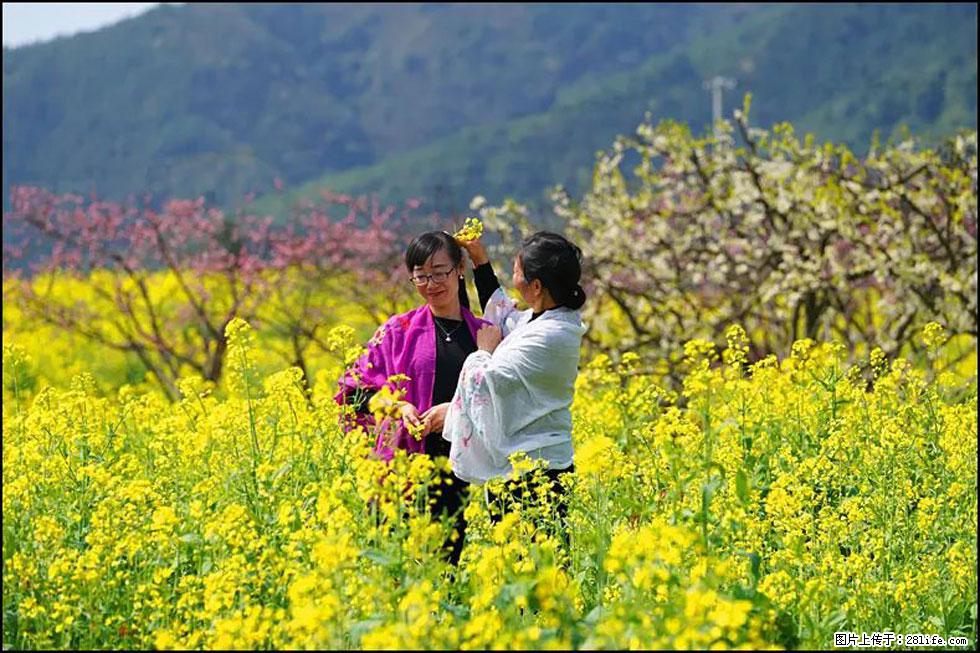 【春天，广西桂林灌阳县向您发出邀请！】长坪村油菜盛情花开 - 游山玩水 - 中山生活社区 - 中山28生活网 zs.28life.net