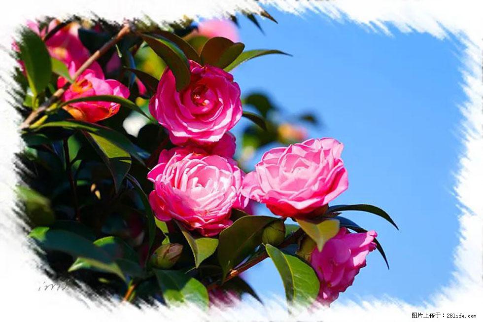【春天，广西桂林灌阳县向您发出邀请！】杨柳井茶花惹人爱 - 游山玩水 - 中山生活社区 - 中山28生活网 zs.28life.net