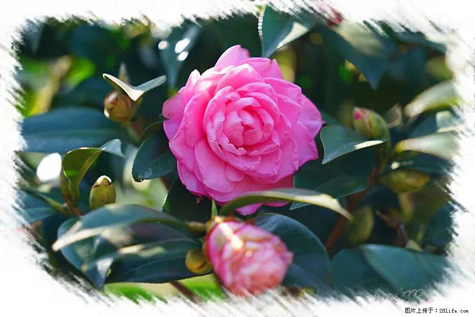 【春天，广西桂林灌阳县向您发出邀请！】杨柳井茶花惹人爱 - 游山玩水 - 中山生活社区 - 中山28生活网 zs.28life.net