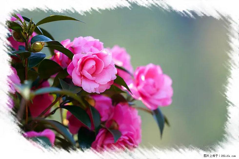 【春天，广西桂林灌阳县向您发出邀请！】杨柳井茶花惹人爱 - 游山玩水 - 中山生活社区 - 中山28生活网 zs.28life.net