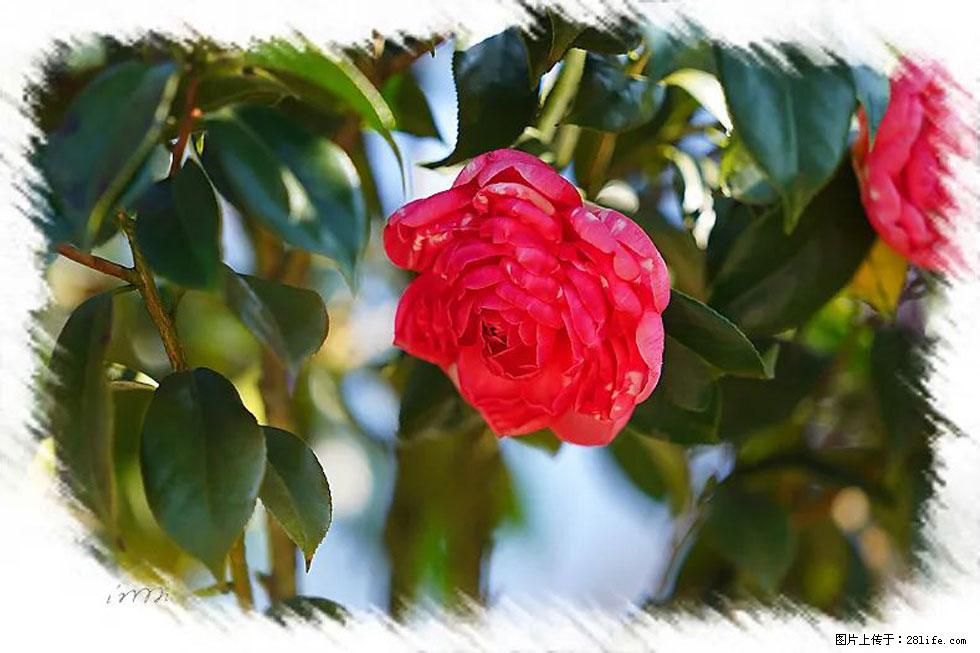 【春天，广西桂林灌阳县向您发出邀请！】杨柳井茶花惹人爱 - 游山玩水 - 中山生活社区 - 中山28生活网 zs.28life.net