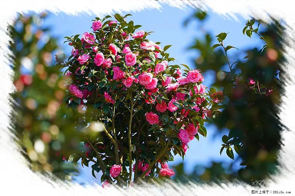 【春天，广西桂林灌阳县向您发出邀请！】杨柳井茶花惹人爱 - 游山玩水 - 中山生活社区 - 中山28生活网 zs.28life.net