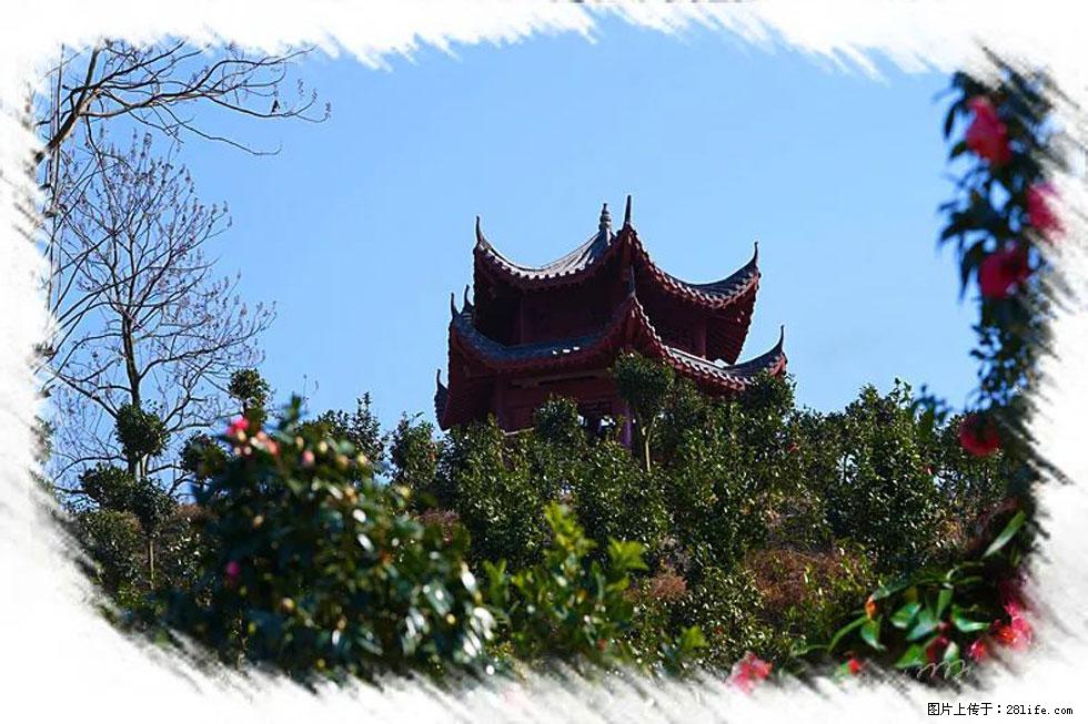 【春天，广西桂林灌阳县向您发出邀请！】杨柳井茶花惹人爱 - 游山玩水 - 中山生活社区 - 中山28生活网 zs.28life.net