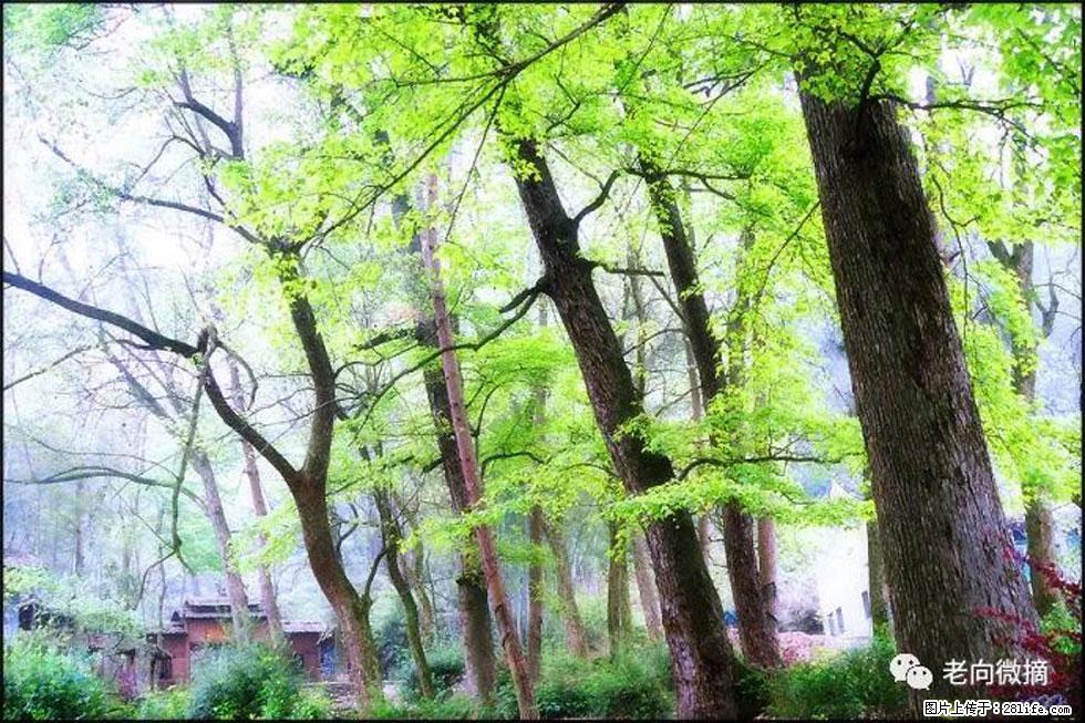 【春天，广西桂林灌阳县向您发出邀请！】在小龙村与春天约会 - 游山玩水 - 中山生活社区 - 中山28生活网 zs.28life.net