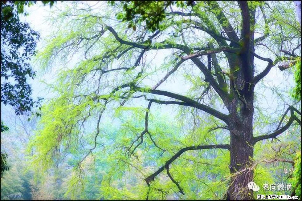 【春天，广西桂林灌阳县向您发出邀请！】在小龙村与春天约会 - 游山玩水 - 中山生活社区 - 中山28生活网 zs.28life.net