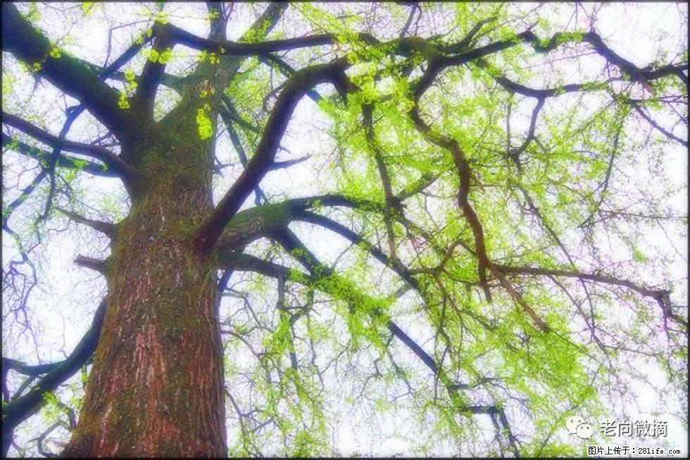 【春天，广西桂林灌阳县向您发出邀请！】在小龙村与春天约会 - 游山玩水 - 中山生活社区 - 中山28生活网 zs.28life.net