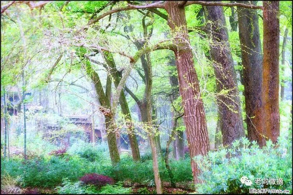 【春天，广西桂林灌阳县向您发出邀请！】在小龙村与春天约会 - 游山玩水 - 中山生活社区 - 中山28生活网 zs.28life.net