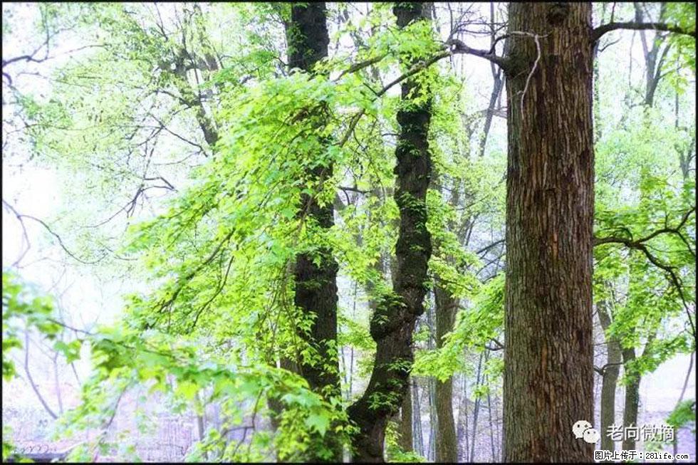 【春天，广西桂林灌阳县向您发出邀请！】在小龙村与春天约会 - 游山玩水 - 中山生活社区 - 中山28生活网 zs.28life.net