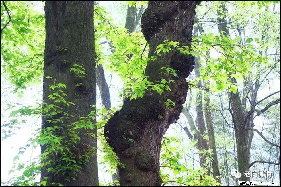 【春天，广西桂林灌阳县向您发出邀请！】在小龙村与春天约会 - 游山玩水 - 中山生活社区 - 中山28生活网 zs.28life.net