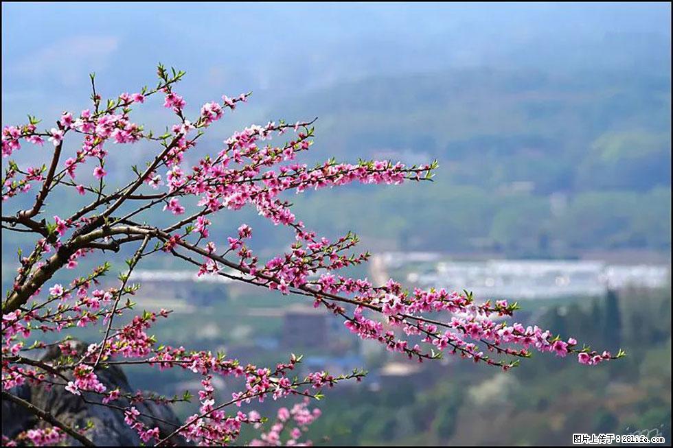 【春天，广西桂林灌阳县向您发出邀请！】望月岭上桃花开 - 游山玩水 - 中山生活社区 - 中山28生活网 zs.28life.net