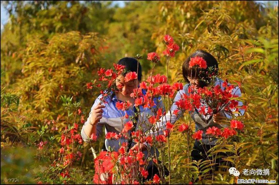 【春天，广西桂林灌阳县向您发出邀请！】登麒麟山，相约映山红 - 游山玩水 - 中山生活社区 - 中山28生活网 zs.28life.net