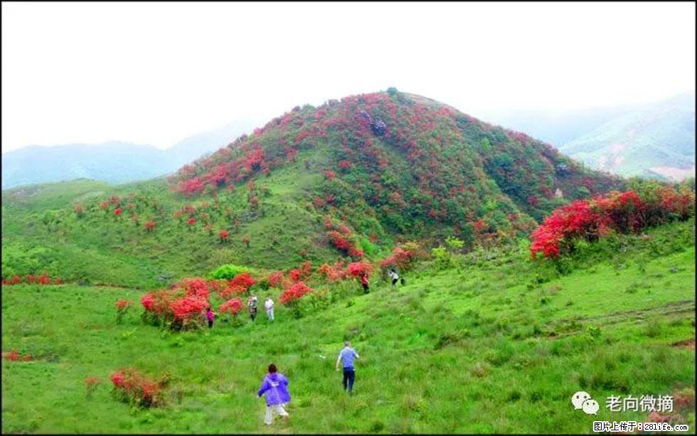 【春天，广西桂林灌阳县向您发出邀请！】宝盖山上映山红 - 游山玩水 - 中山生活社区 - 中山28生活网 zs.28life.net
