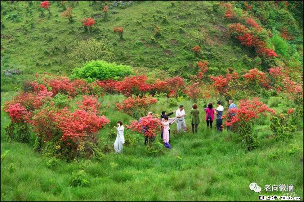【春天，广西桂林灌阳县向您发出邀请！】宝盖山上映山红 - 游山玩水 - 中山生活社区 - 中山28生活网 zs.28life.net