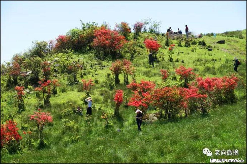 【春天，广西桂林灌阳县向您发出邀请！】宝盖山上映山红 - 游山玩水 - 中山生活社区 - 中山28生活网 zs.28life.net