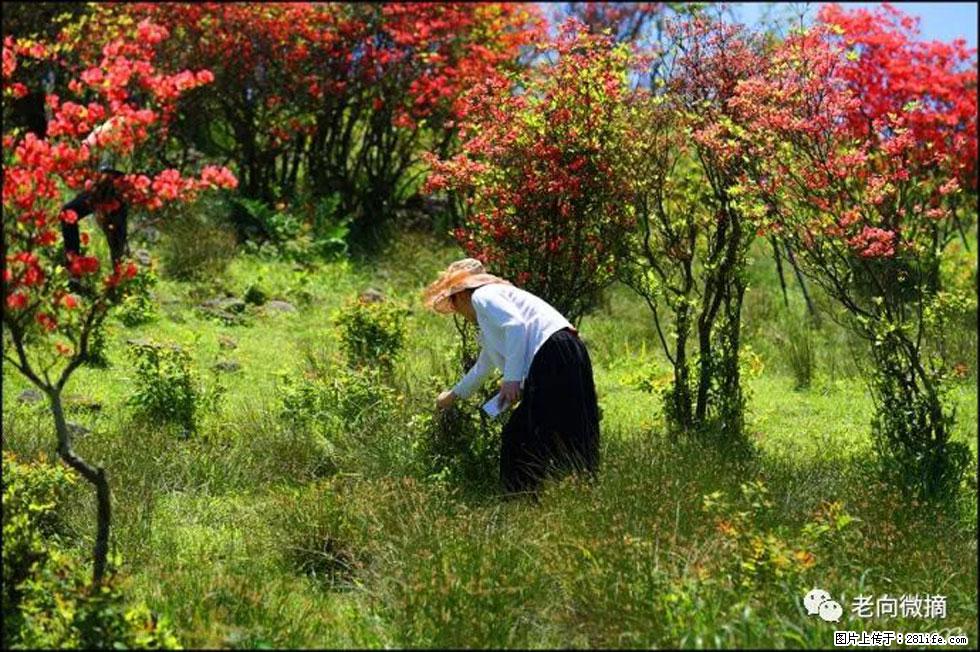 【春天，广西桂林灌阳县向您发出邀请！】宝盖山上映山红 - 游山玩水 - 中山生活社区 - 中山28生活网 zs.28life.net