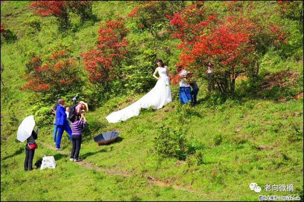 【春天，广西桂林灌阳县向您发出邀请！】宝盖山上映山红 - 游山玩水 - 中山生活社区 - 中山28生活网 zs.28life.net