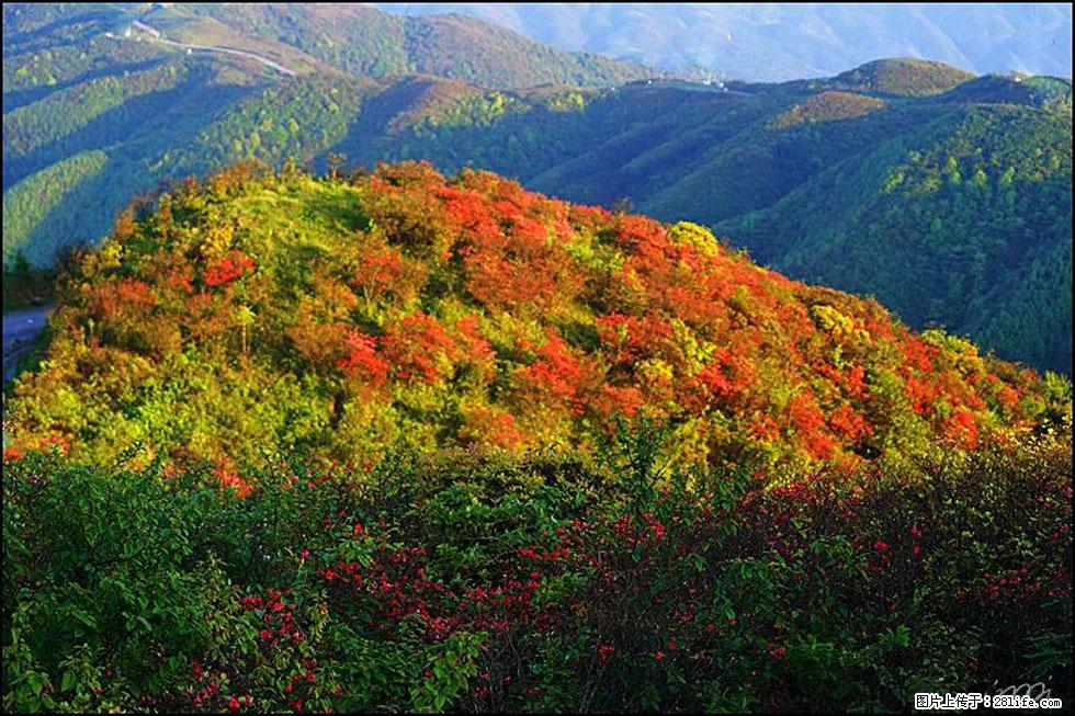 【春天，广西桂林灌阳县向您发出邀请！】春木界上映山红 - 游山玩水 - 中山生活社区 - 中山28生活网 zs.28life.net