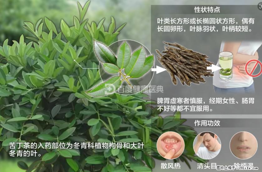 苦丁茶有哪些功效和作用 - 生活百科 - 中山生活社区 - 中山28生活网 zs.28life.net