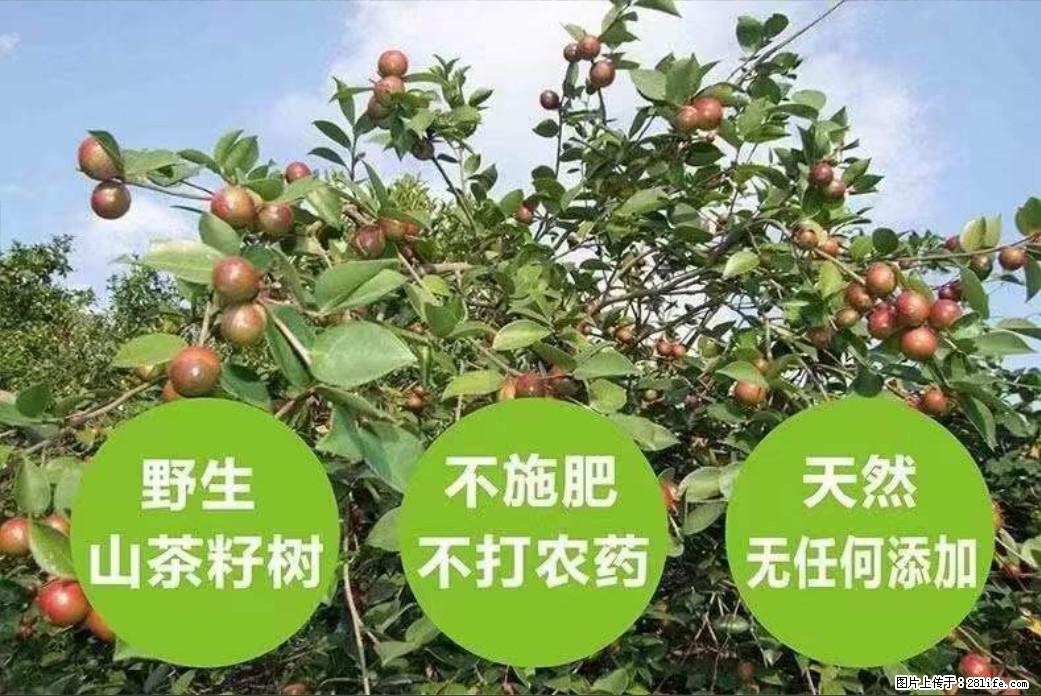 【灌阳县油茶产业示范区】一个有着充实的精神生活的人，对待身外之物自会有一种淡泊的态度 - 美食天地 - 中山生活社区 - 中山28生活网 zs.28life.net