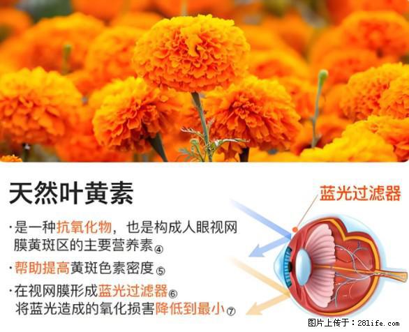 叶黄素有什么功效和作用 - 生活百科 - 中山生活社区 - 中山28生活网 zs.28life.net