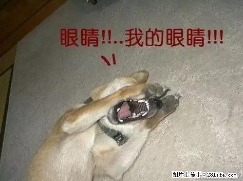 笑癫了！一女的怀孕三年未生，他终于忍不住了... - 娱乐八卦 - 中山生活社区 - 中山28生活网 zs.28life.net