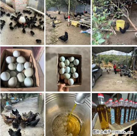 油茶园从小鸡仔开始养起的纯土鸡、土鸡蛋可以预定啦！还有前几天刚榨的纯山茶油哦 - 美食天地 - 中山生活社区 - 中山28生活网 zs.28life.net