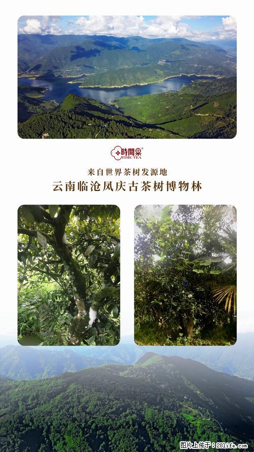 时间果百年古树2025年春红茶 - 购物交流 - 中山生活社区 - 中山28生活网 zs.28life.net