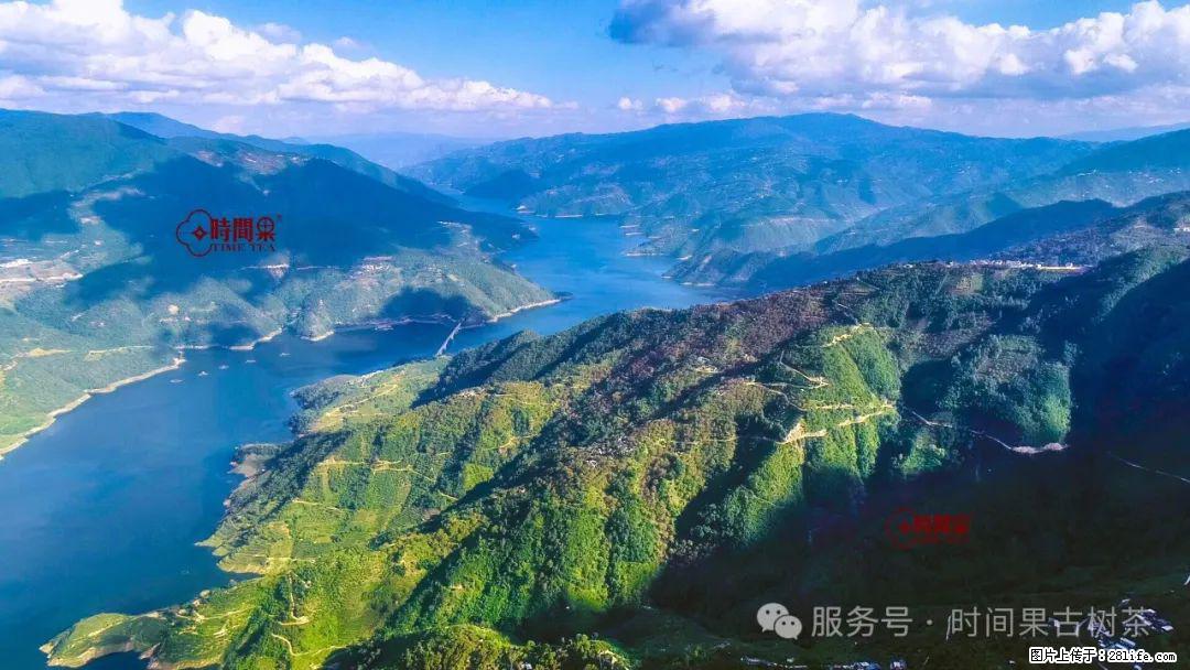 时间果百年古树龙珠普洱生茶 - 购物交流 - 中山生活社区 - 中山28生活网 zs.28life.net