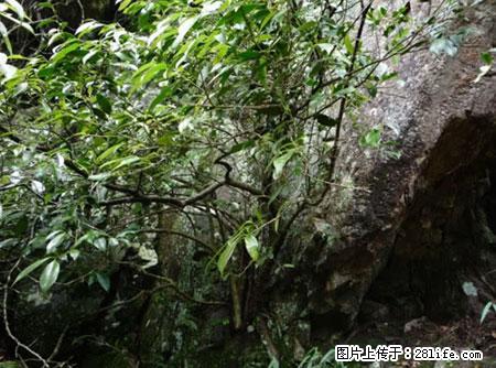 平乐石崖茶，珍贵仅次于金花茶 - 中山生活资讯 - 中山28生活网 zs.28life.net