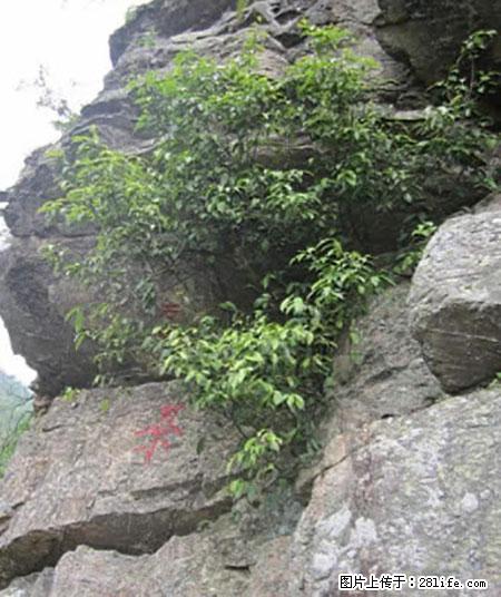 平乐石崖茶，珍贵仅次于金花茶 - 中山生活资讯 - 中山28生活网 zs.28life.net