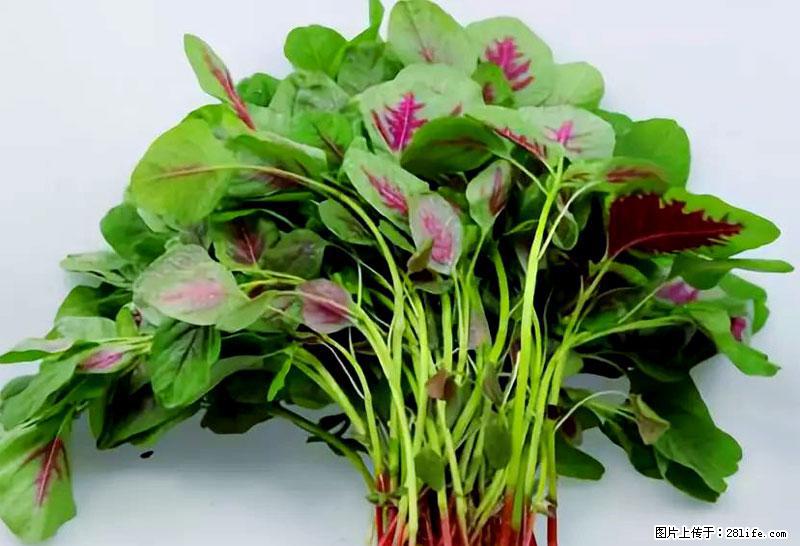 这些蔬菜是“天然钙片”，这6种被医生重点推荐 - 中山生活资讯 - 中山28生活网 zs.28life.net