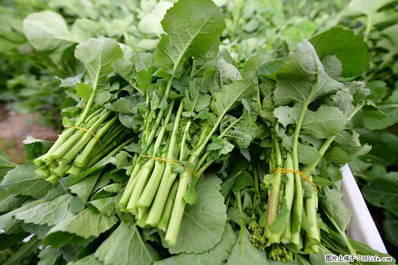 这些蔬菜是“天然钙片”，这6种被医生重点推荐 - 中山生活资讯 - 中山28生活网 zs.28life.net